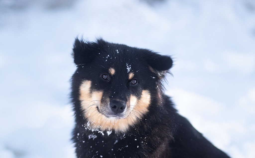 Taïga kettu Des Flocons D’Amour