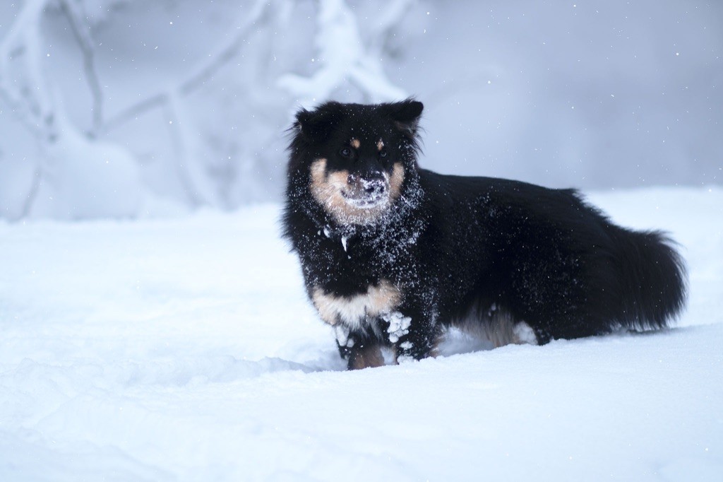 Taïga kettu Des Flocons D’Amour