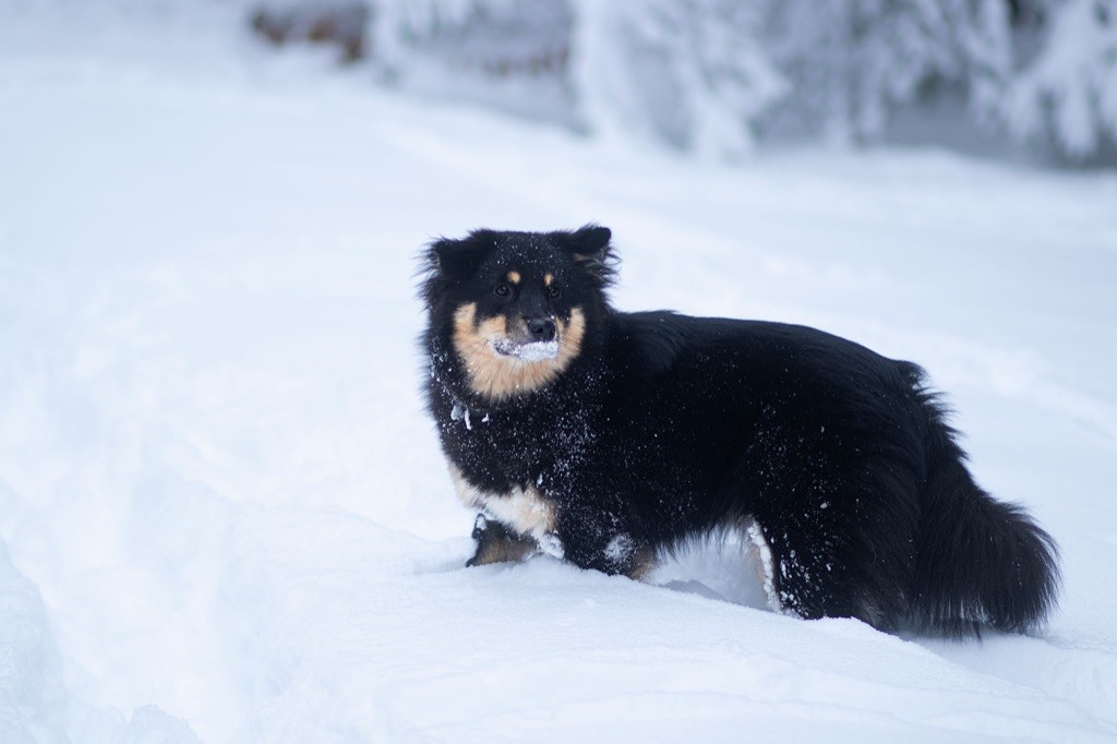 Taïga kettu Des Flocons D’Amour