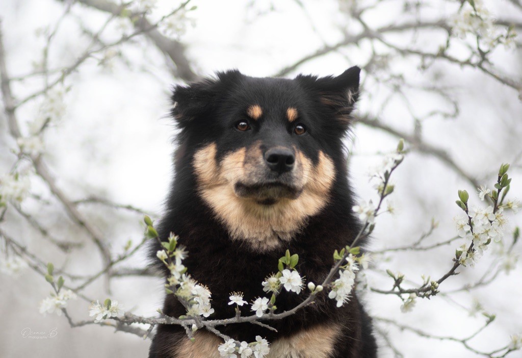 Taïga kettu Des Flocons D’Amour